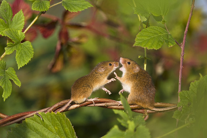 Occhi fragile: Los secretos de los ratones de campo