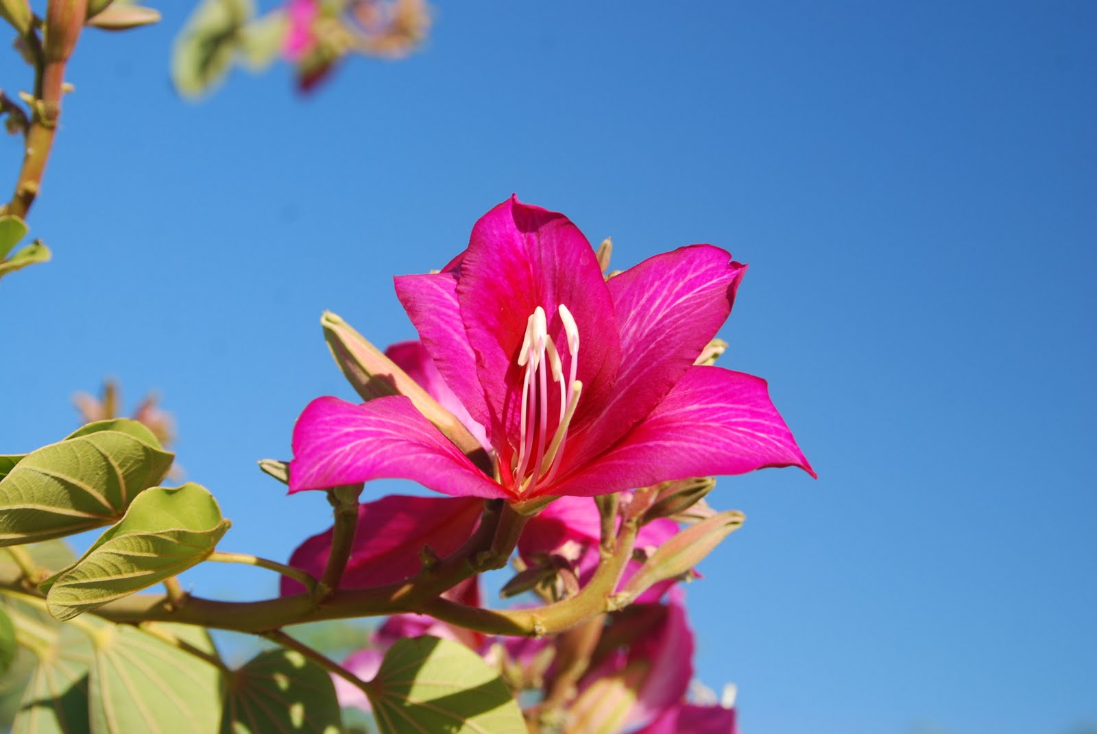 Desert Garden Hong Kong orchid treeToday's Flowers 012911