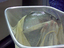 YY Super Male Tilapia