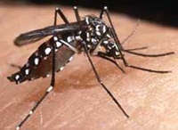 Mosquito da dengue. Combata-o com um repelente caseiro.