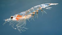krill-udang baring