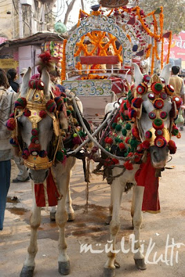 Indie Waranasi konie