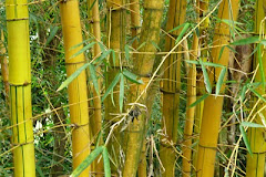 Bamboo en Tonacatepeque