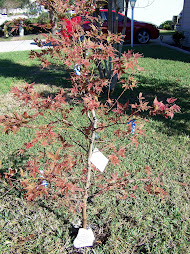 Jack's Tree:  Planted by friends in our yard