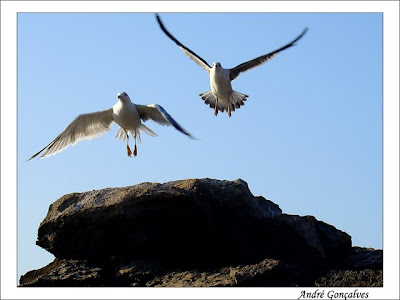 Amor de gaivotas