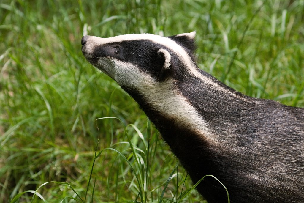 [Badger+Sniffing+-+credit+Keith+Marshall.jpg]