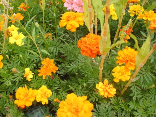 our-darling-clementine-wordless-wednesday-late-summer-flowers
