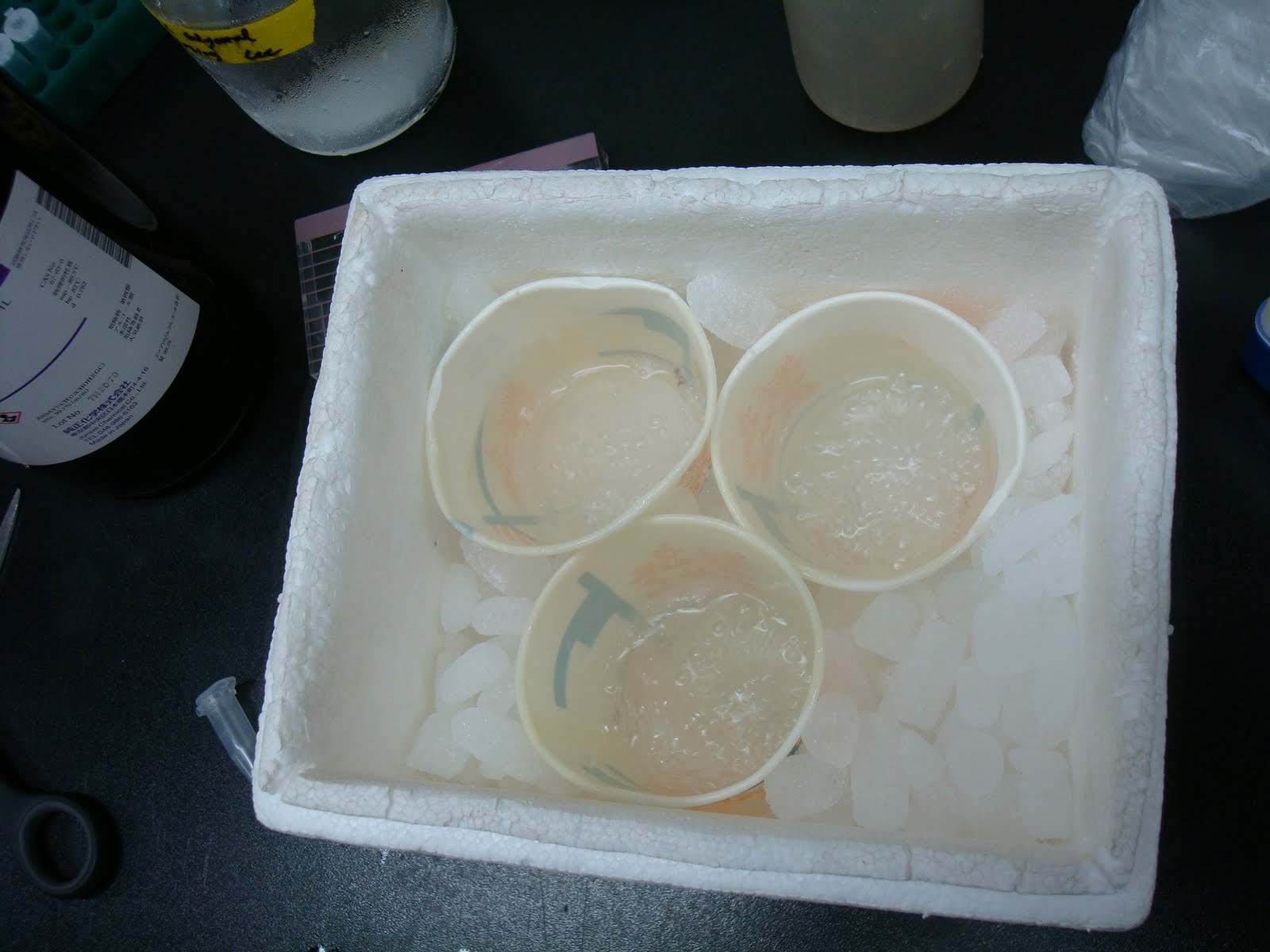 [DSC03907.JPG]