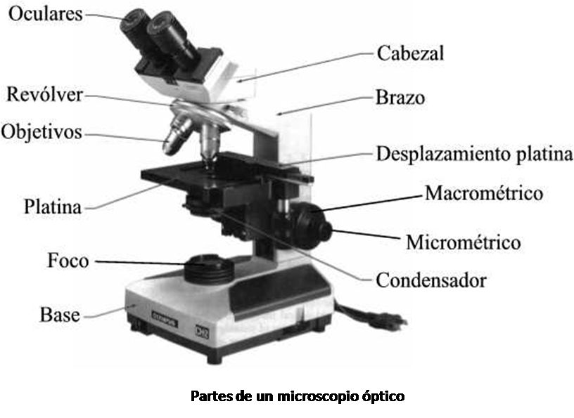 Que es microscopio y para que sirve