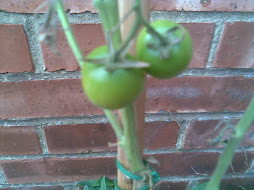 TOMATOES