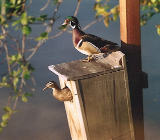 plans for wood duck box