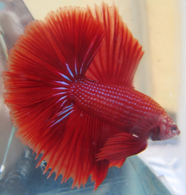 arseniastar Jual Koleksi Ikan Cupang Berkualitas jpg (768x804)