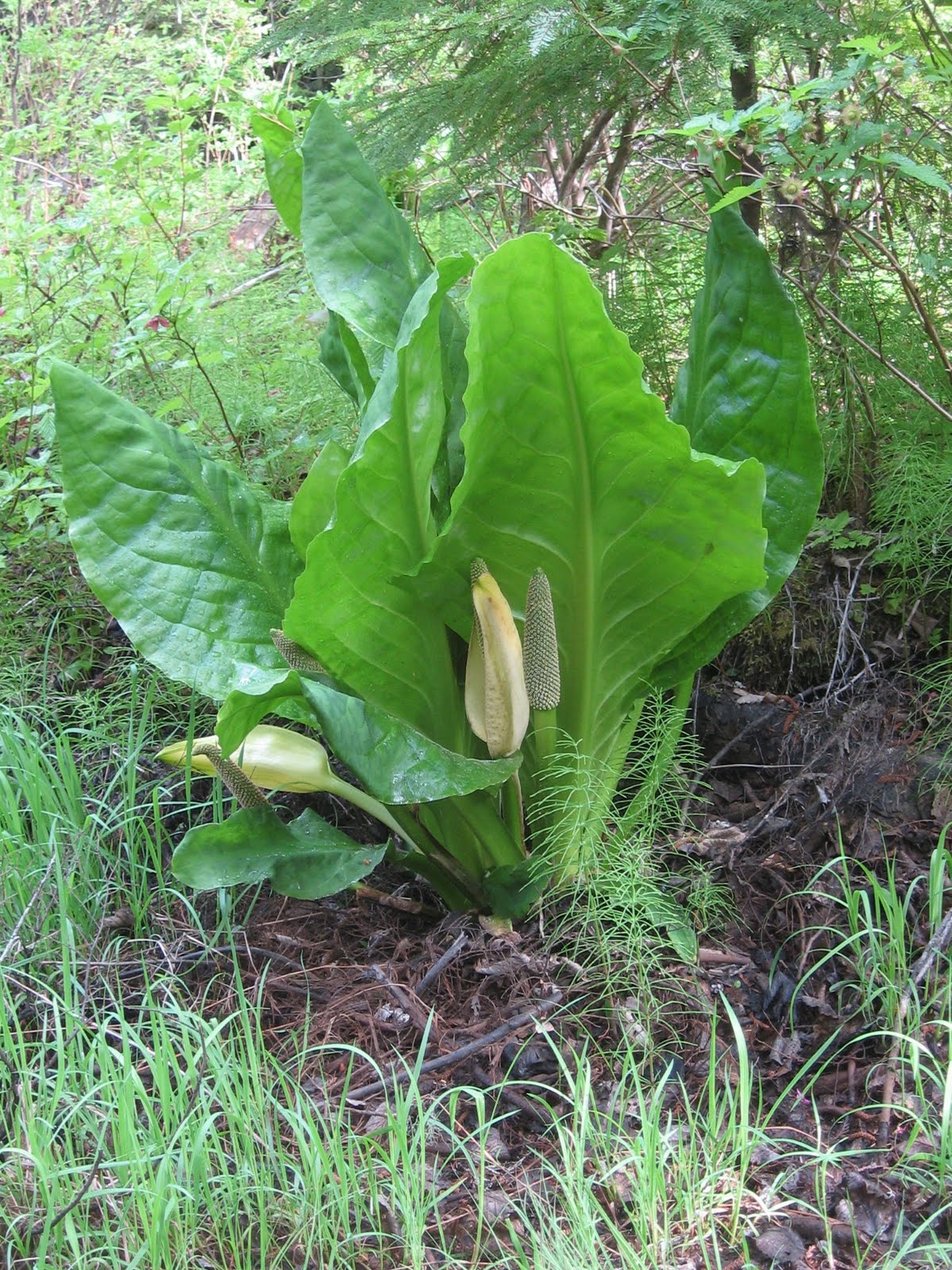 6633 North A Story about Skunk Cabbage