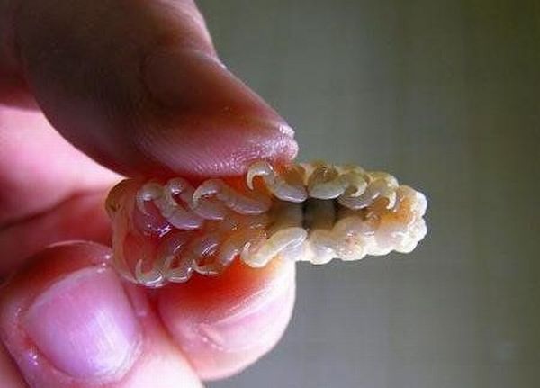 Fish Tongue Parasite >> Ye5 Bug Eat Tongue Of Fish Fish Tongue Parasite >> Ye5 Bug Eat Tongue Of Fish