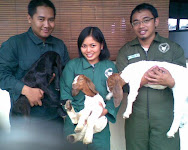 CREW ASISTEN TERNAK POTONG