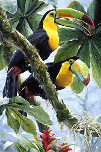 [Image: Two_Toucans.jpg]