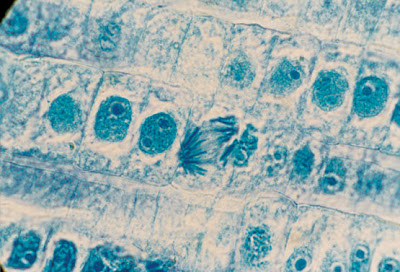 BIOLOGIA SEMESTRE 11º: TEJIDOS VEGETALES Y ANIMALES