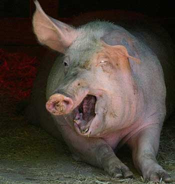 Angry+pig.jpg