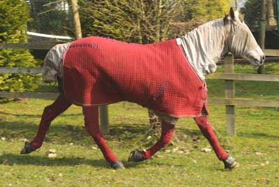 Allergic+horse.jpg