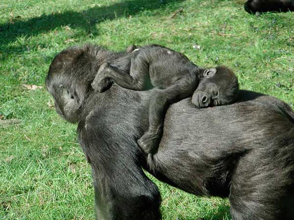 http://4.bp.blogspot.com/_f98opUNuVXc/TKtTGPFKlYI/AAAAAAAAS2M/EC4ybKZN7W4/s1600/Snoozing+baby+gorilla.jpg