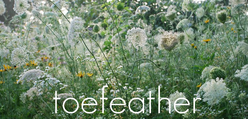 toefeather
