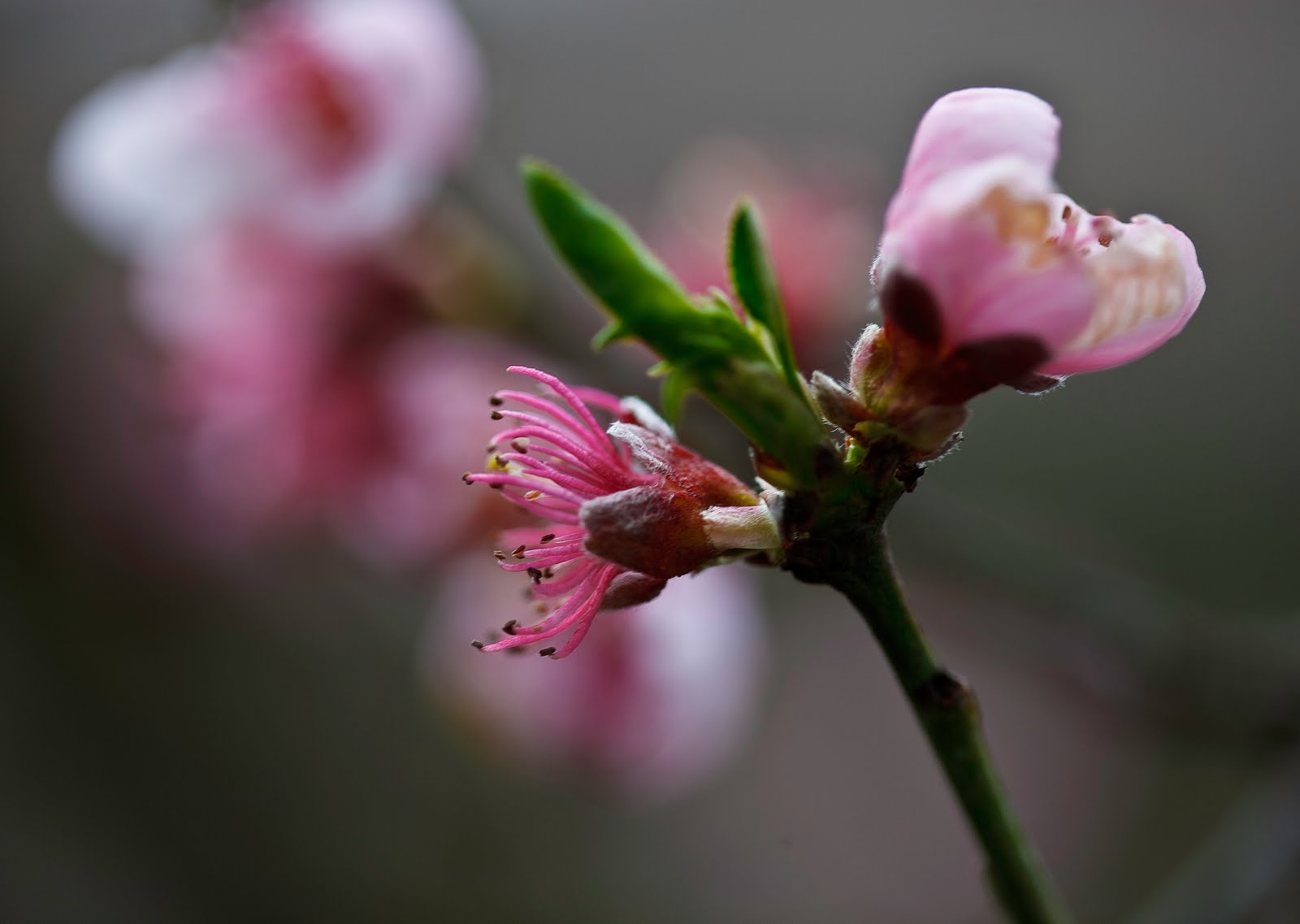 [Peach+Blossoms-0280.jpg]