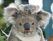 Koalas!!!