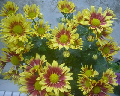 native myanmar flowers lovers flowers in hana 39 s garden baby banner