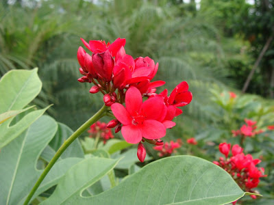 Native Myanmar Flowers Lovers: Red for Boldness!