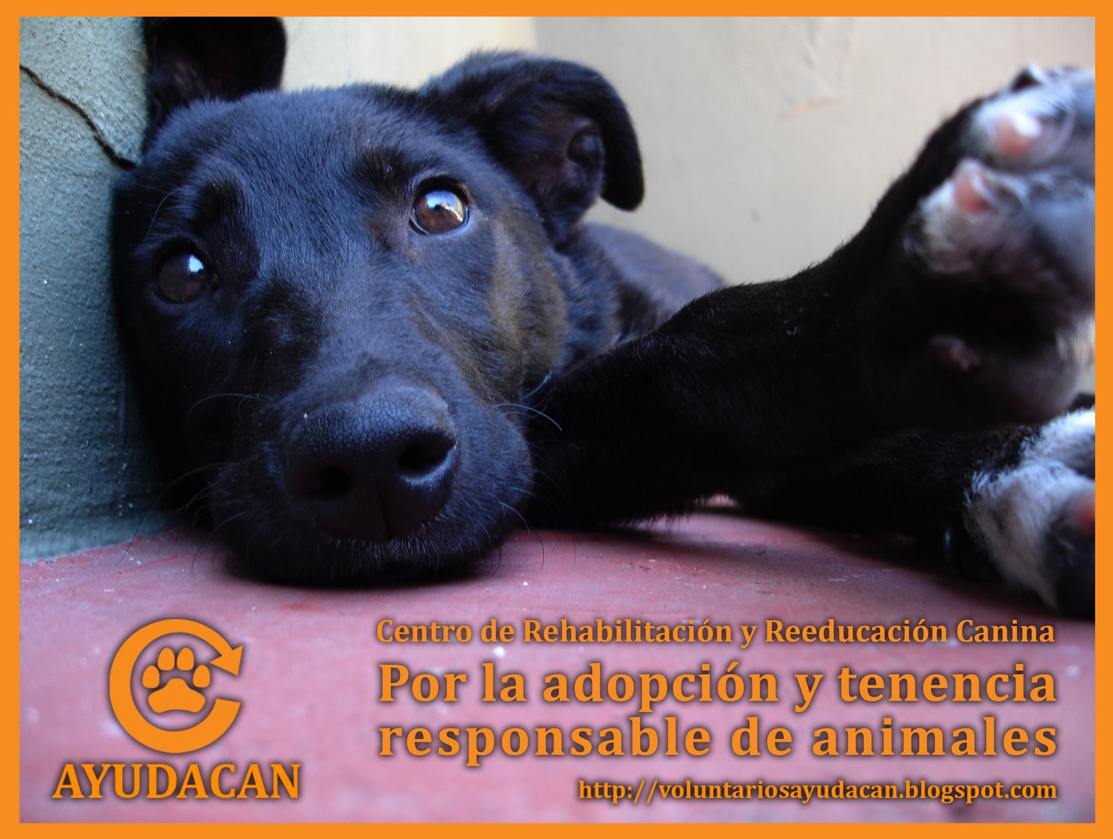 Bienvenidos a AYUDACAN!
