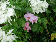 phalaenopsis and mussenda