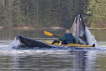 Whale Encounter