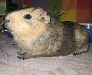 Meerschweinchen Meerschwein Otto Bild Foto pic 