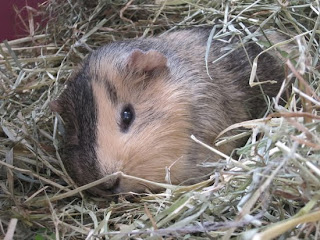 Meerschweinchen Meerschwein Otto Bild Foto pic 