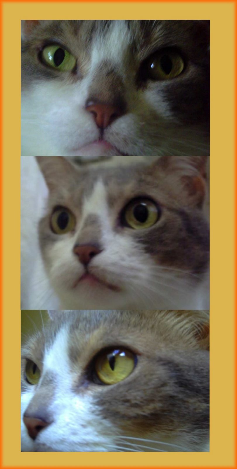 [poster+mina+bordinha+laranja.jpg]