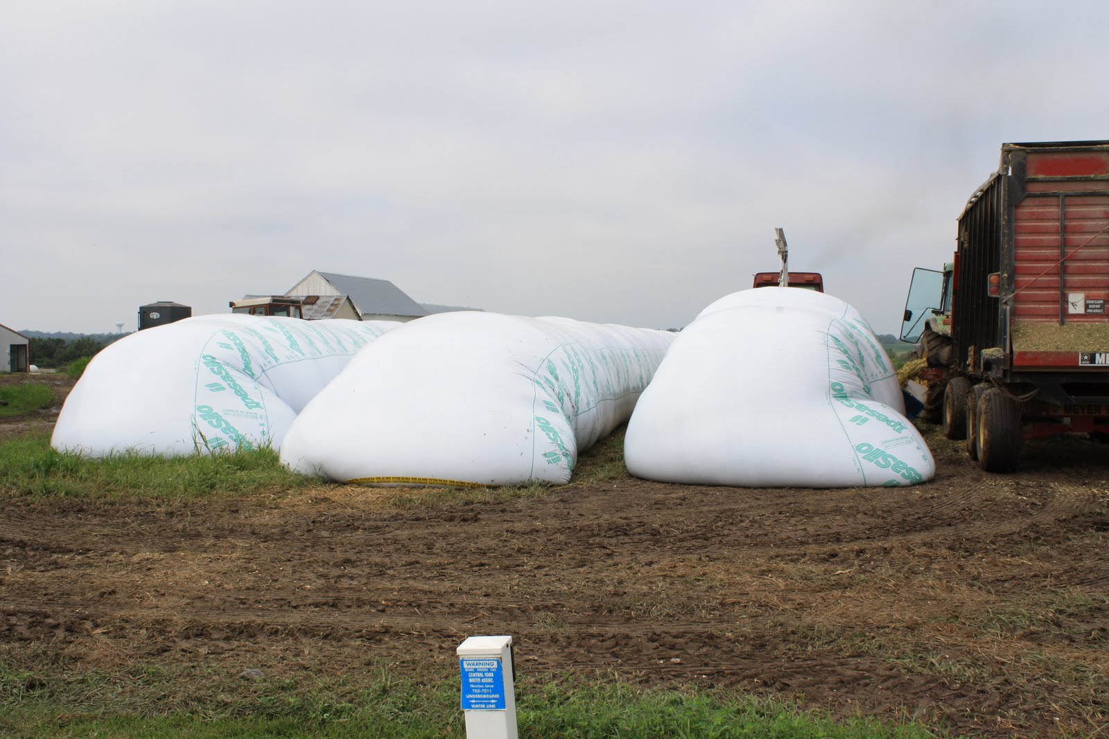 Life on a dairy Corn Silage