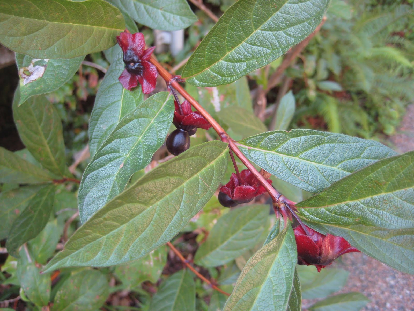 Tree Peeps Twin Berry dye