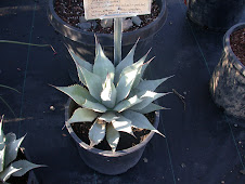 Agave neomexicana