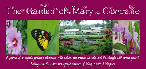 A Diary of an Organic Gardener in the Philippines