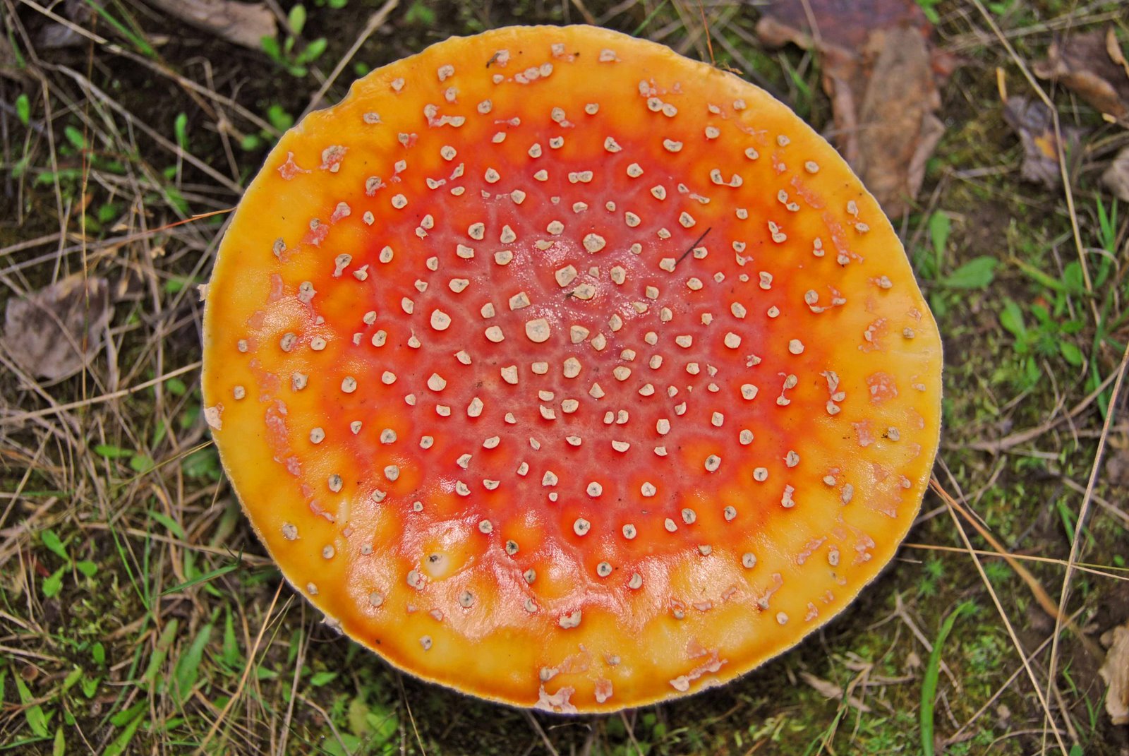 [Big+A$$+mushroom.jpg]