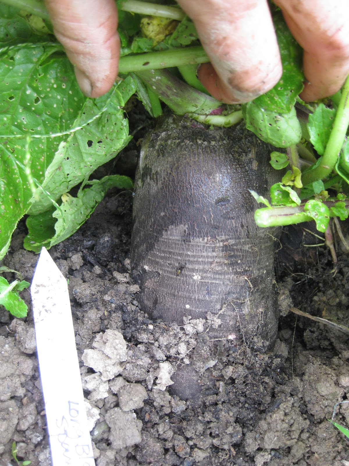 Tree and Twig Farm Blog The unappreciated winter radish.