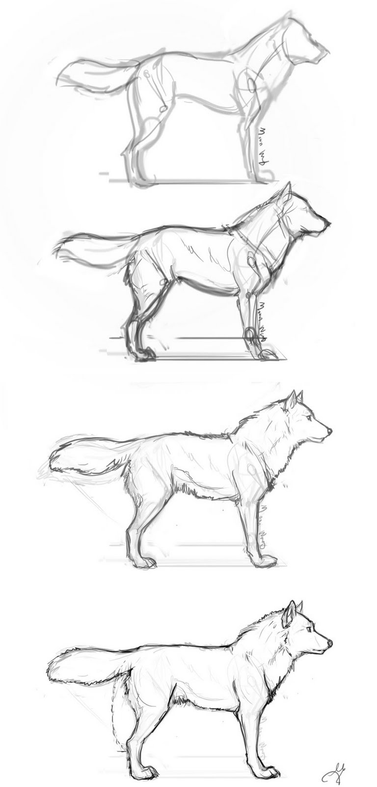 WINDOWS ART: how to draw animal anatomy