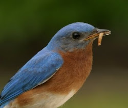 birds eat plants insects insectivorous starfish know