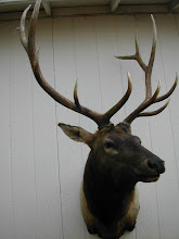 Full Shoulder Elk Mount