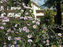 Asters d'automne