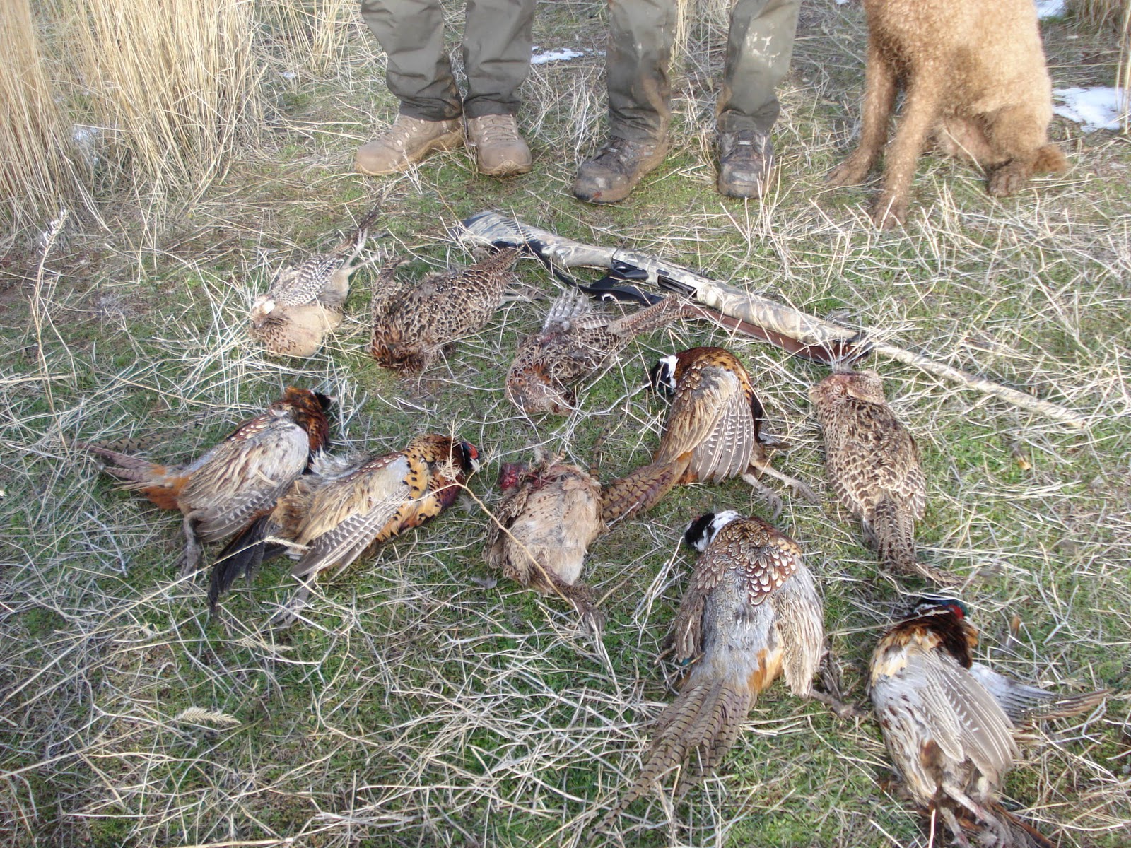 "OUT OF TIME" Utah Pheasant huntingfamily trip...