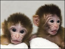 [Monkeys+born+using+this+technique.jpg]