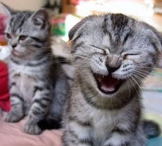 gato+sorrindo.jpg