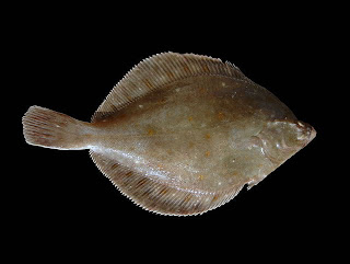 Karei-Right eye flounder