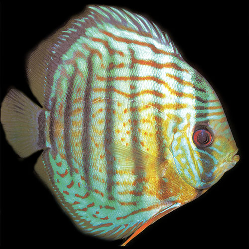 green.jpg 500×500 pixels | Discus fish, Discus, Fish